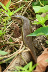 Eutropis lankae