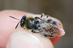 Stratiomys longicornis