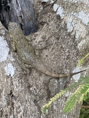 Sceloporus lundelli gaigeae