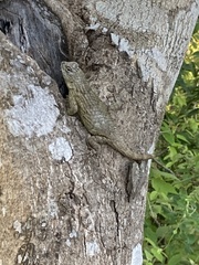 Sceloporus lundelli gaigeae