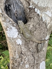 Sceloporus lundelli gaigeae