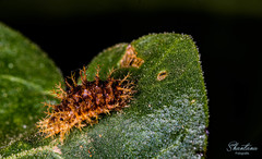 Henosepilachna vigintioctopunctata