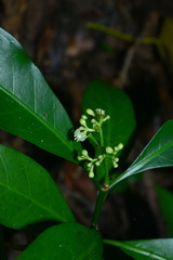 Psychotria manillensis