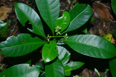 Psychotria manillensis