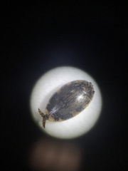 Laccophilus maculosus