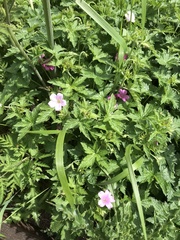 Geranium × oxonianum