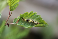 Orgyia leucostigma intermedia