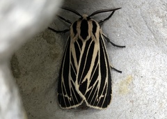 Apantesis virguncula