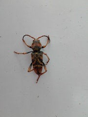 Xylotrechus chinensis