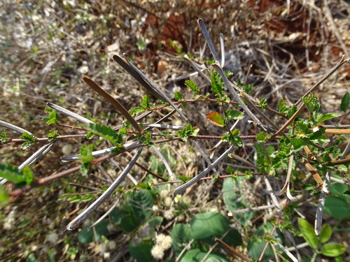 Image of Corchorus siliquosus by (c) Alexis López Hernández, some rights reserved (CC BY)
