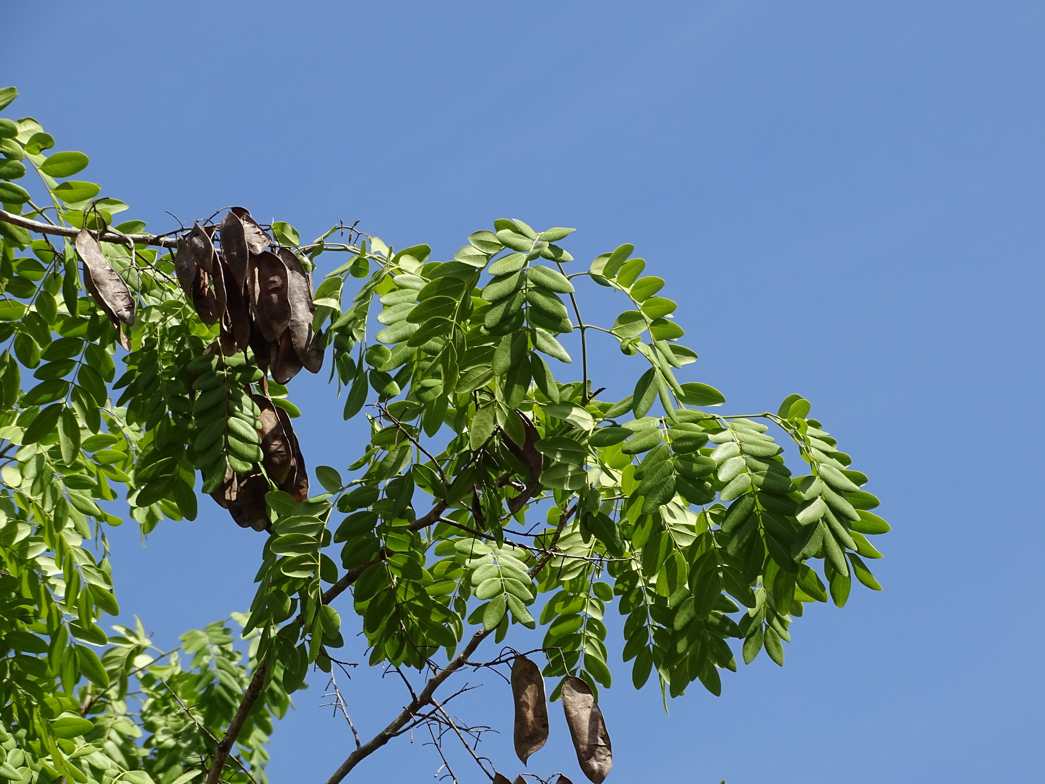 Coulteria mollis