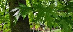 Acer saccharinum