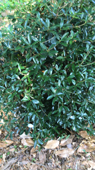 Ternstroemia