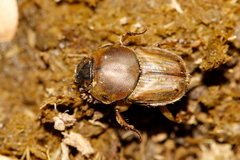 Euoniticellus fulvus