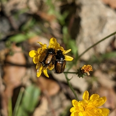Chasmatopterus villosulus