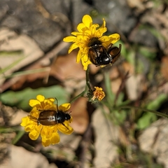 Chasmatopterus villosulus