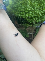 Melandrya caraboides