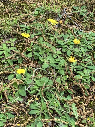 photo of Hawkweeds (Pilosella)