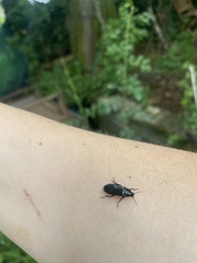 Melandrya caraboides
