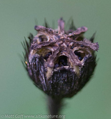 Papaver radicatum