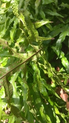 Microsorum scolopendria