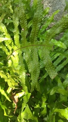 Microsorum scolopendria