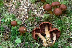 Cortinarius smithii