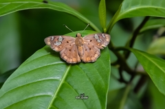 Coladenia indrani