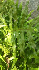 Microsorum scolopendria