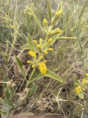 Phlomis armeniaca