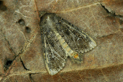 Sideridis turbida