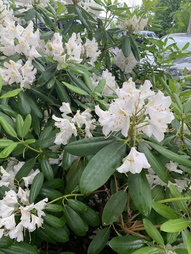 photo of Great Rhododendron (Rhododendron maximum)