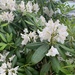 photo of Great Rhododendron (Rhododendron maximum)