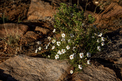 Jamesbrittenia integerrima