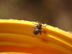 Ceutorhynchus pallidactylus