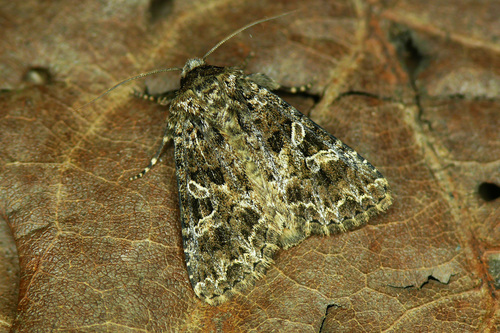 Hadena capsincola (Denis & Schiffermüller), 1775