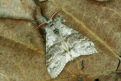 Pale Tussock Moth - Photo (c) Michał Brzeziński, some rights reserved (CC BY-NC), uploaded by Michał Brzeziński