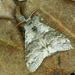 Pale Tussock Moth - Photo (c) Michał Brzeziński, some rights reserved (CC BY-NC), uploaded by Michał Brzeziński