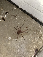Dolomedes tenebrosus