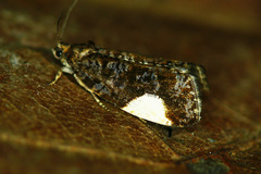 Hedya dimidiana