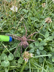 Dolomedes tenebrosus