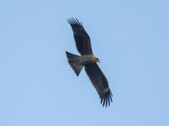 Milvus migrans lineatus