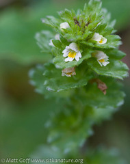 Euphrasia mollis
