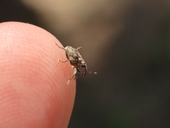 Ceutorhynchus pallidactylus