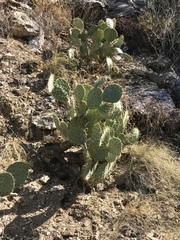 Opuntia engelmannii engelmannii