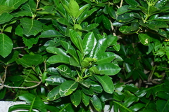 Melicope triphylla