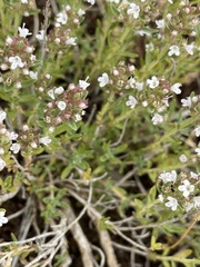 Thymus leucostomus