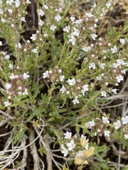Thymus leucostomus