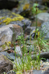 Juncus castaneus