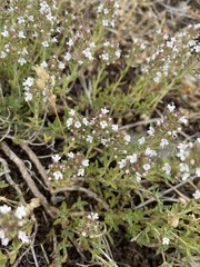 Thymus leucostomus